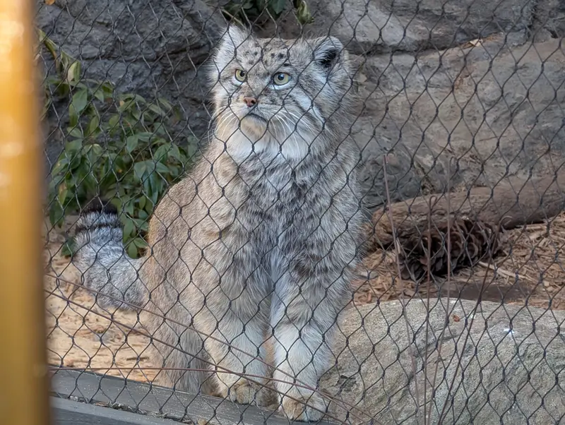 プロスペクト・パーク動物園のバトゥの写真