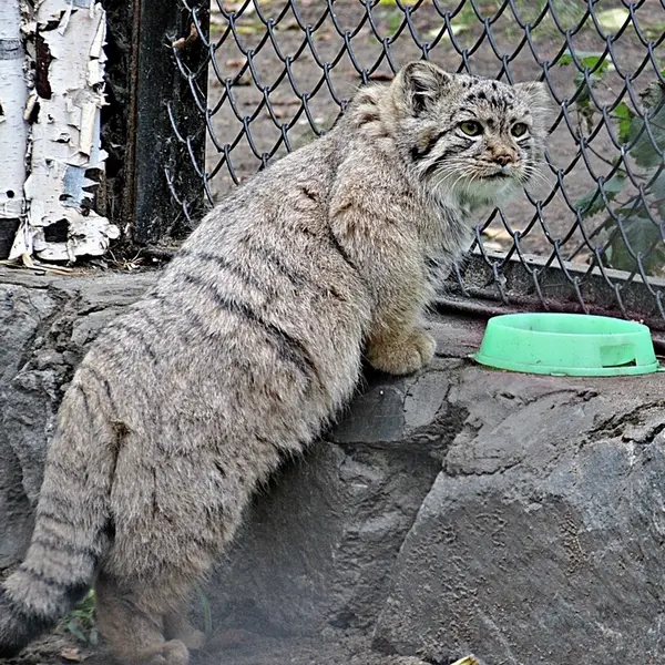 ノヴォシビルスク動物園のコソグラジクの写真