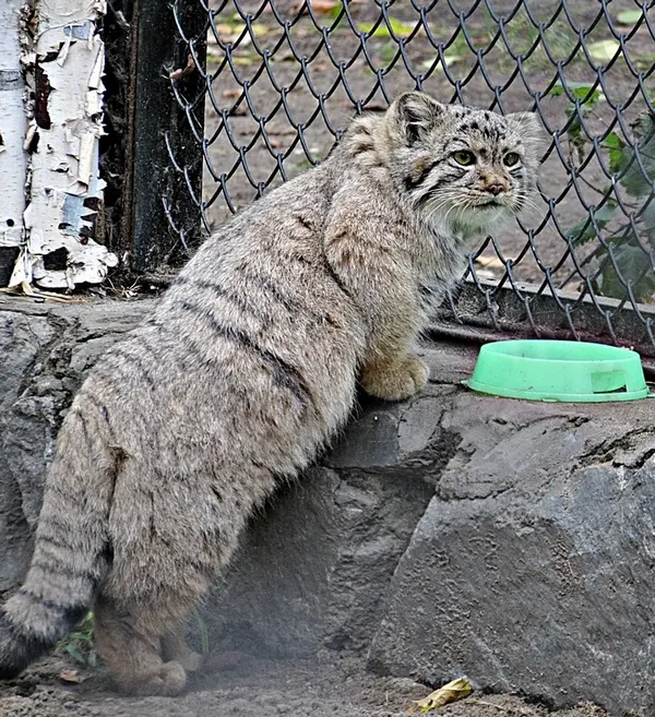 ノヴォシビルスク動物園のコソグラジクの写真