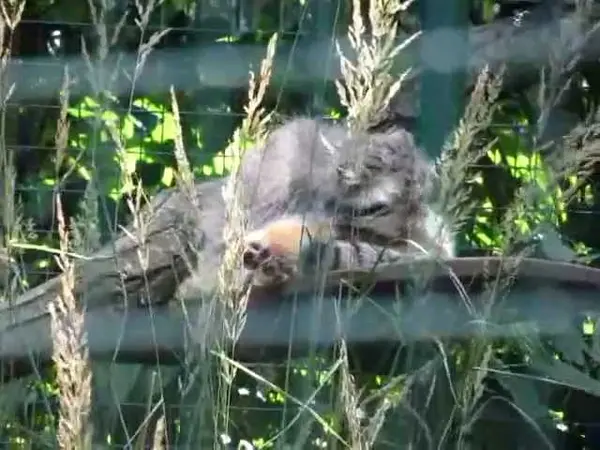 デッサウ動物園のマンニの動画
