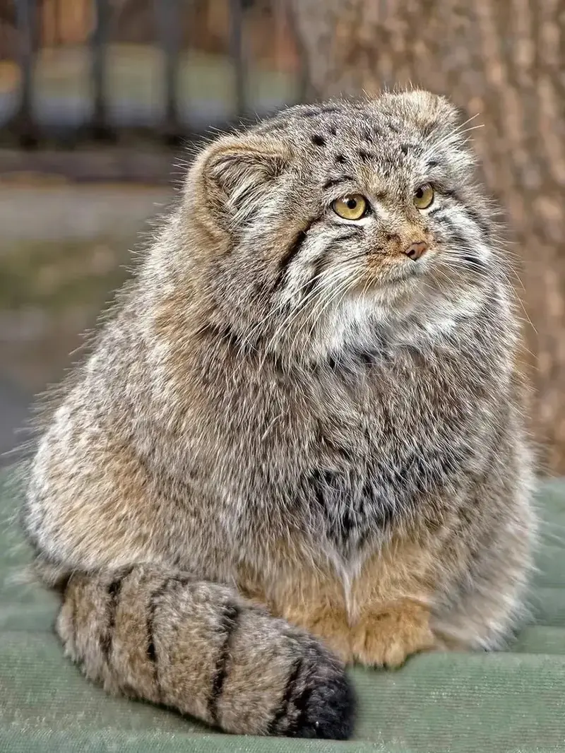 マヌルネコの写真