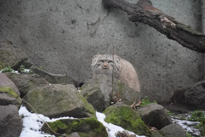 ブダペスト動物園・植物園のルーシーの写真
