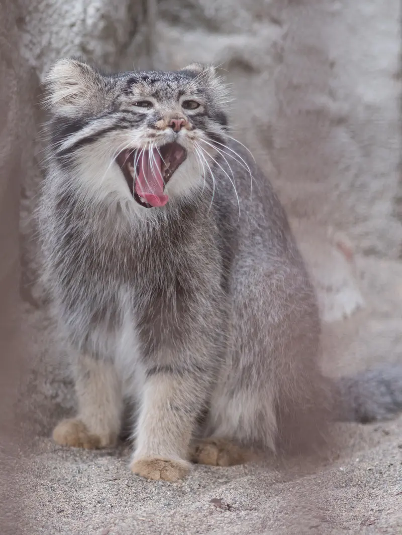 野毛山動物園のフィーガの写真