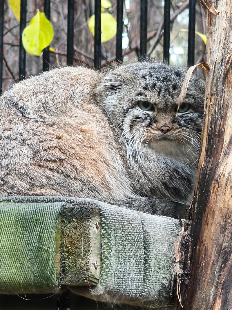 ノヴォシビルスク動物園のガビの写真