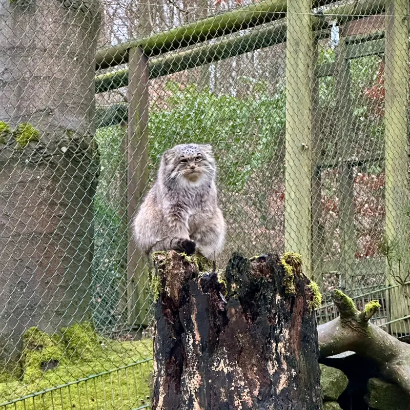 オペル動物園のバトゥの写真