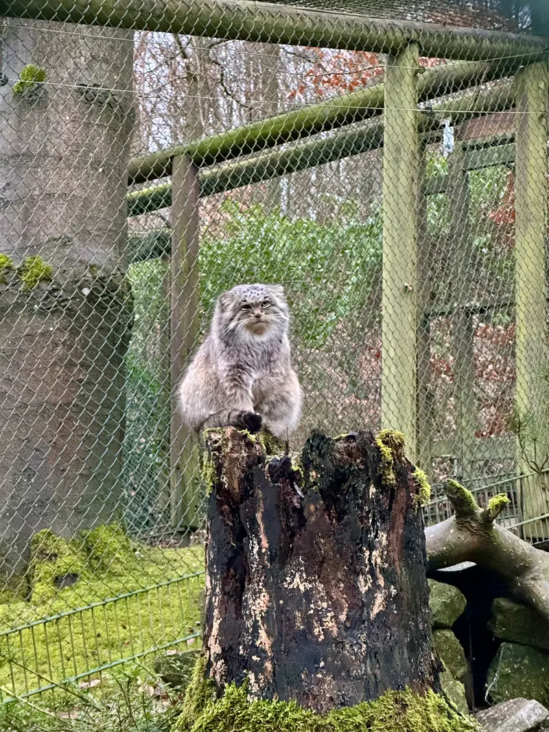 オペル動物園のバトゥの写真