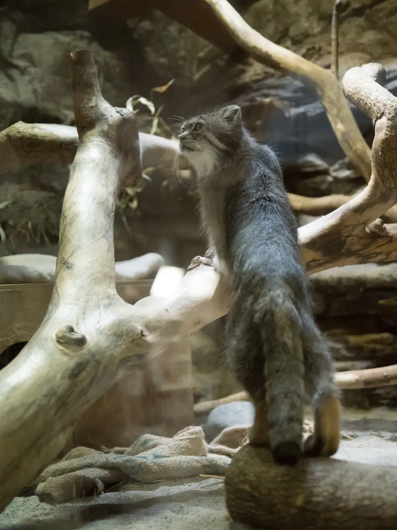 恩賜上野動物園のクリョンの写真