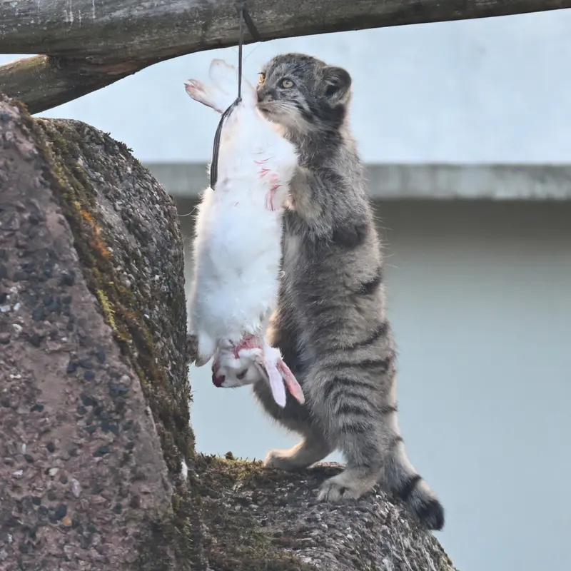 コルケアサーリ動物園のサイミの写真