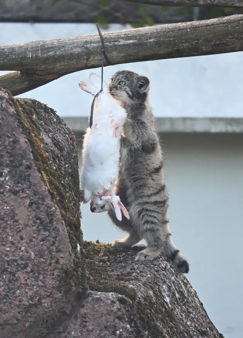 コルケアサーリ動物園のサイミの写真