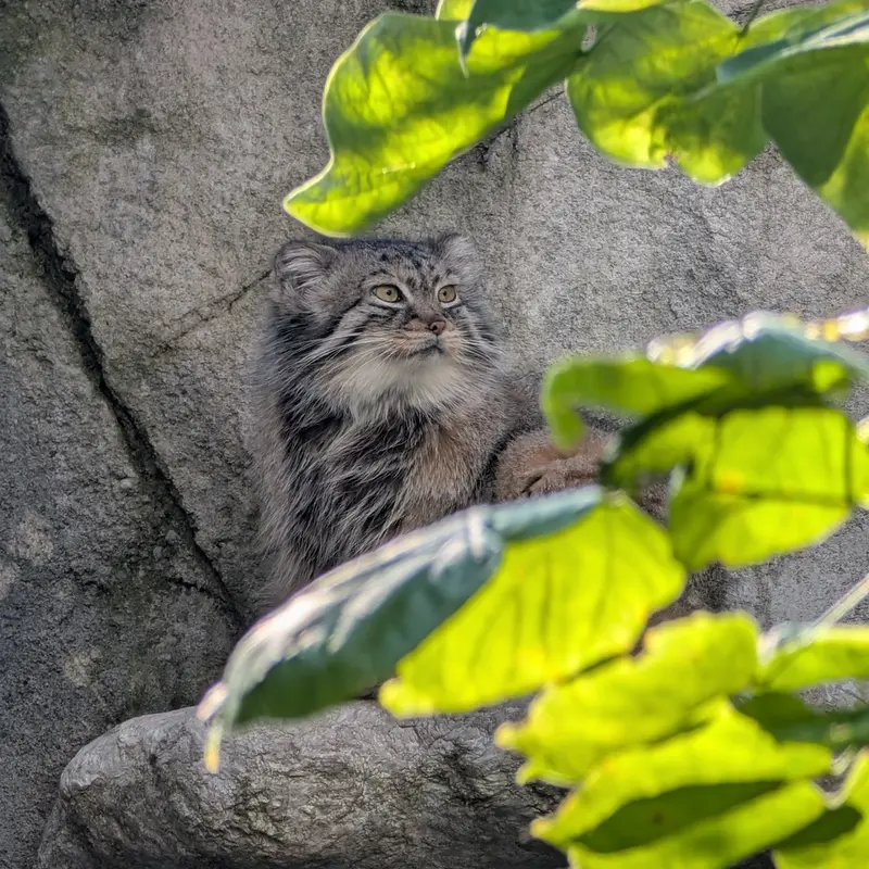 コロンバス動物園・水族館のティーナの写真