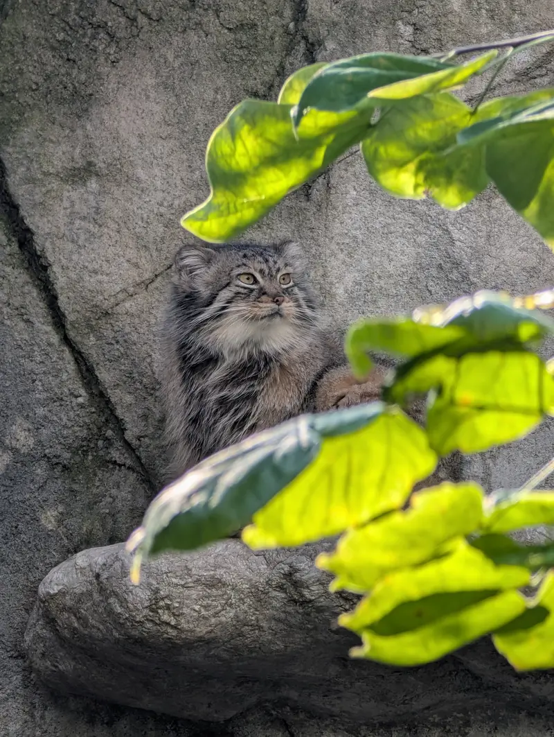 コロンバス動物園・水族館のティーナの写真