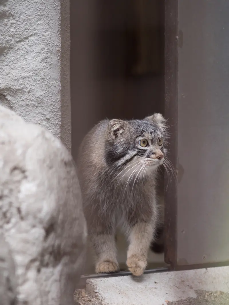 野毛山動物園のフィーガの写真