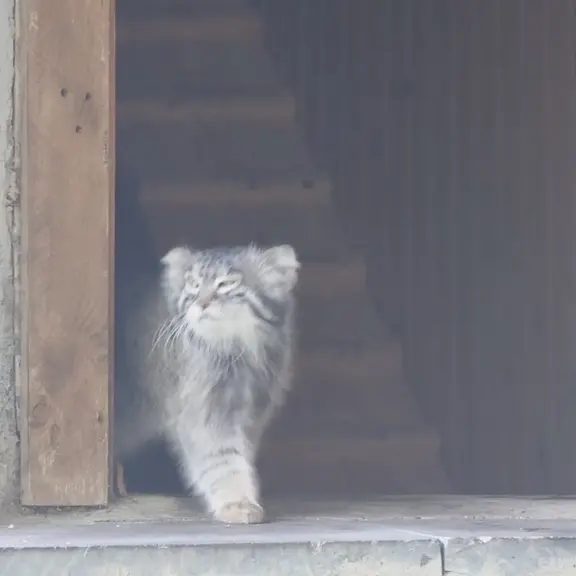 モスクワ動物園のマヌルネコの写真
