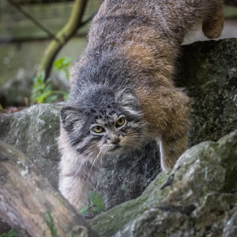 バナム動物園のクルキの写真