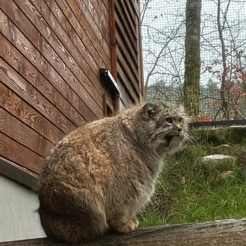 グダニスク動物園のマヌエルの写真