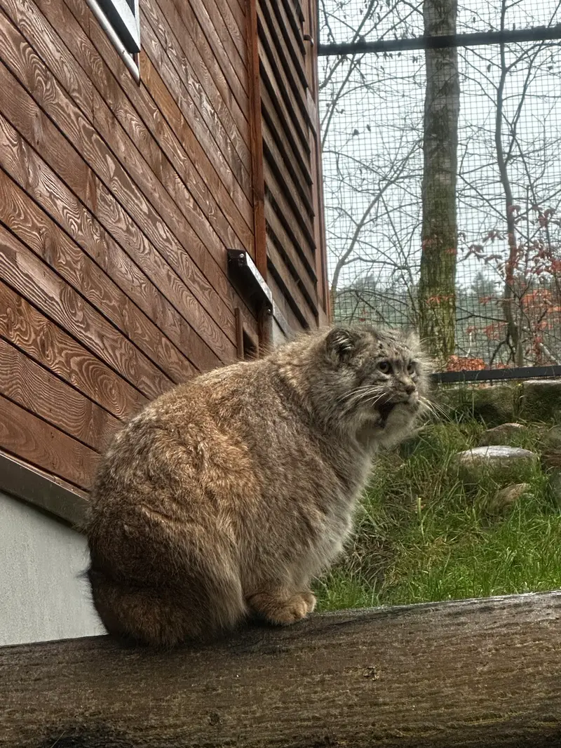 グダニスク動物園のマヌエルの写真
