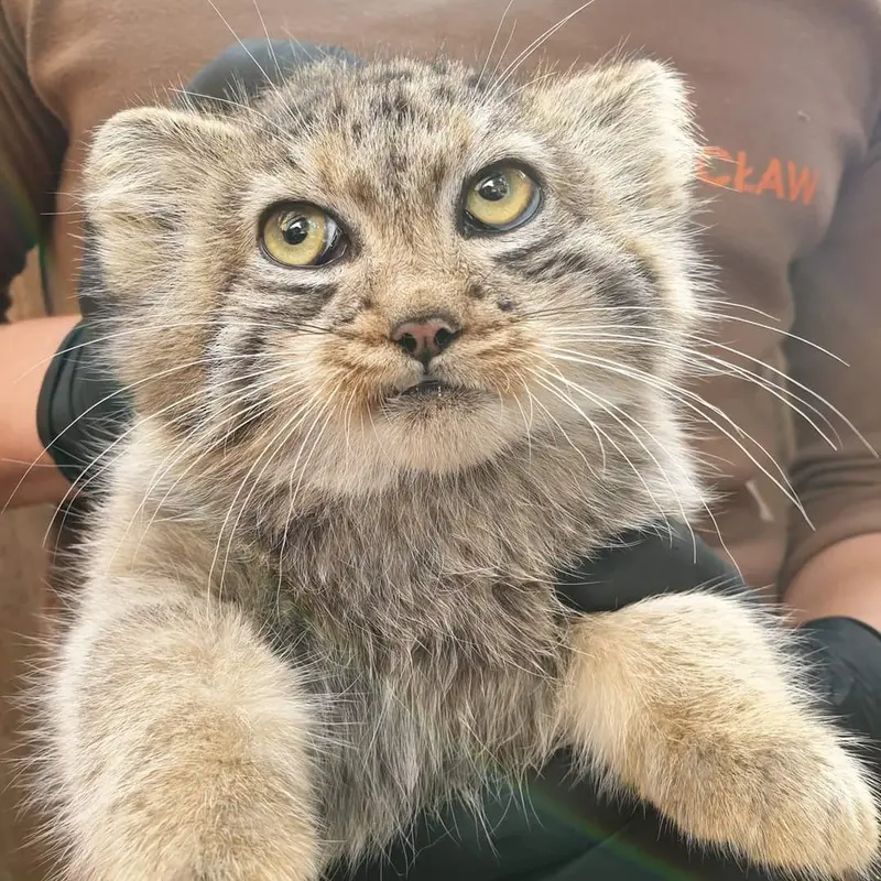 ヴロツワフ動物園のハルの写真