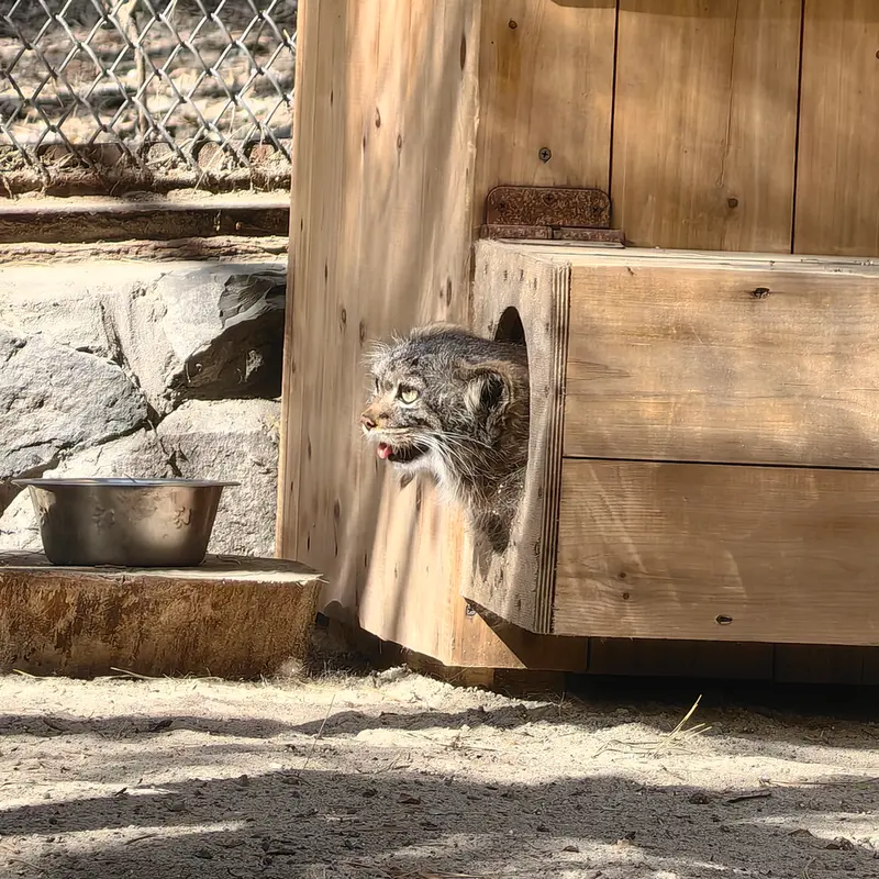 ノヴォシビルスク動物園のアデルの写真