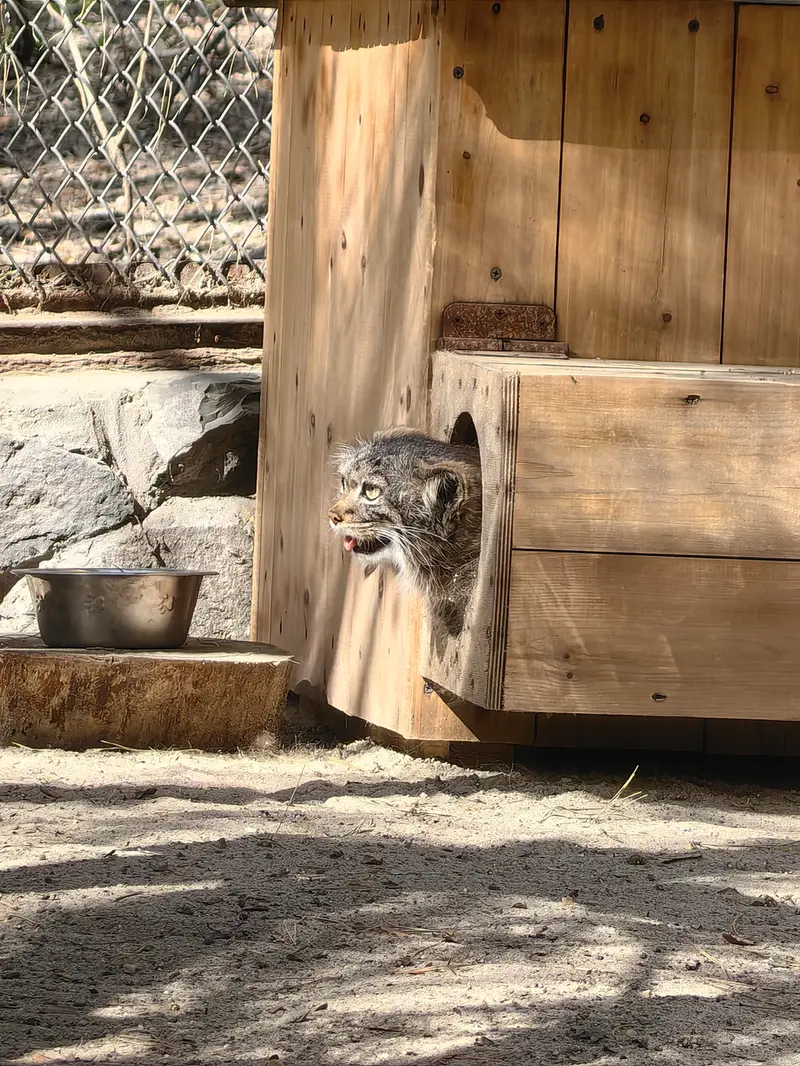 ノヴォシビルスク動物園のアデルの写真
