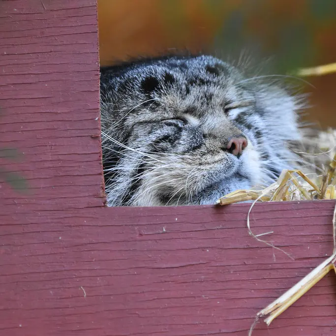 バナム動物園のハルの写真