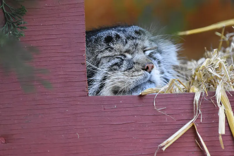 バナム動物園のハルの写真
