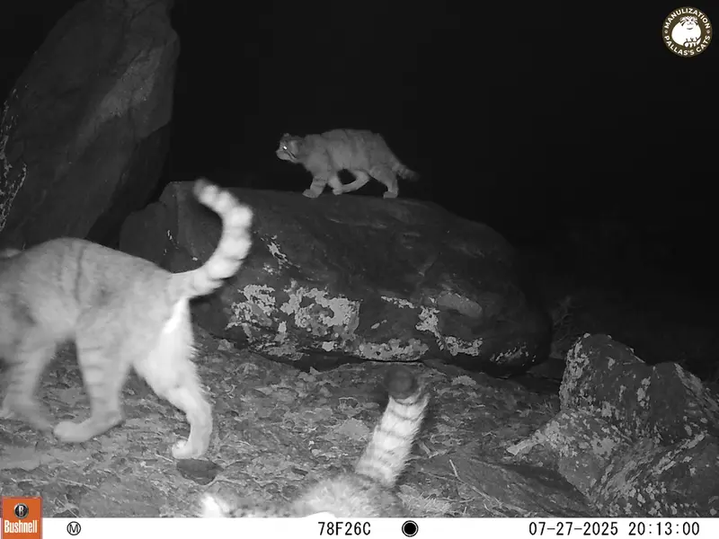 コシュカルカメラトラップで撮影したOtocolobus manul manulの写真