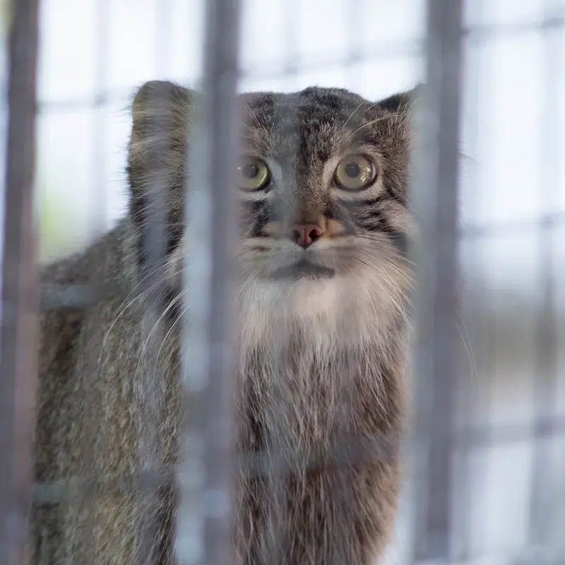 野毛山動物園のフィーガの写真