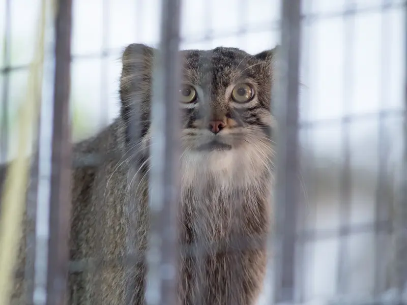 野毛山動物園のフィーガの写真