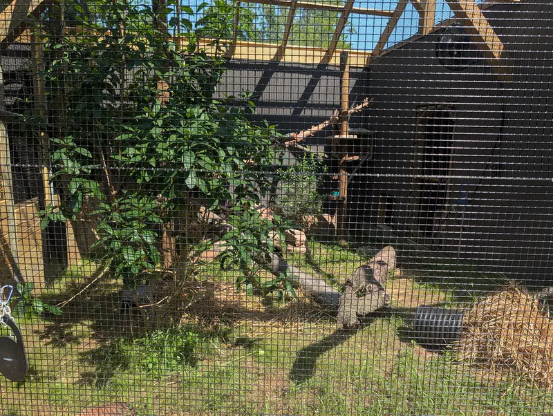 エルムウッド・パーク動物園のマヌルネコの写真