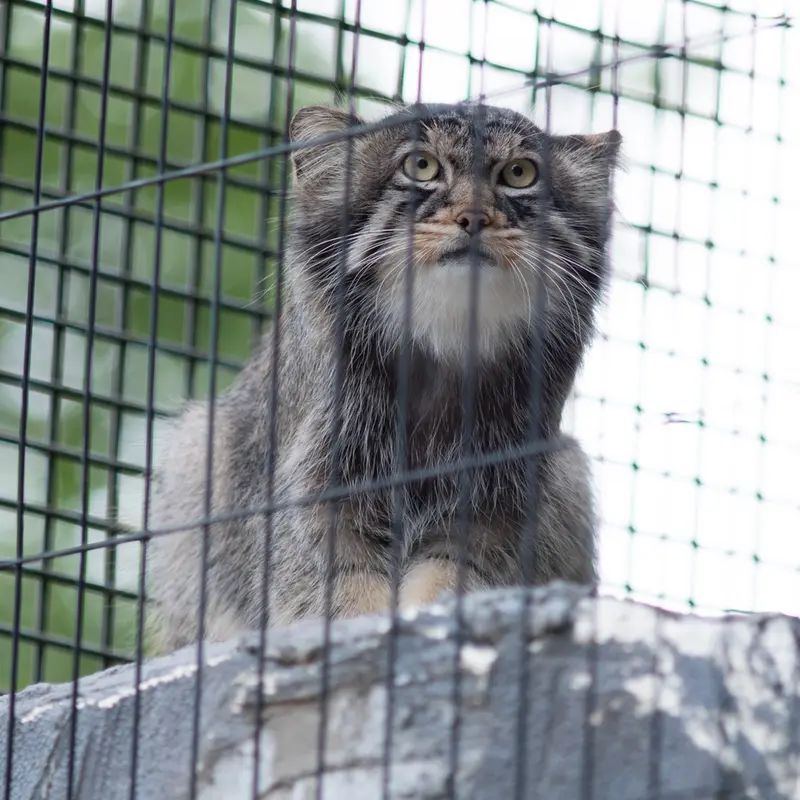 旭山動物園のヒデの写真