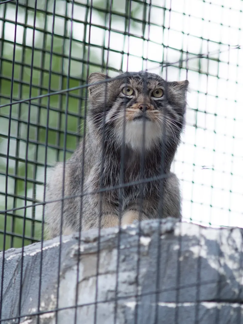 旭山動物園のヒデの写真