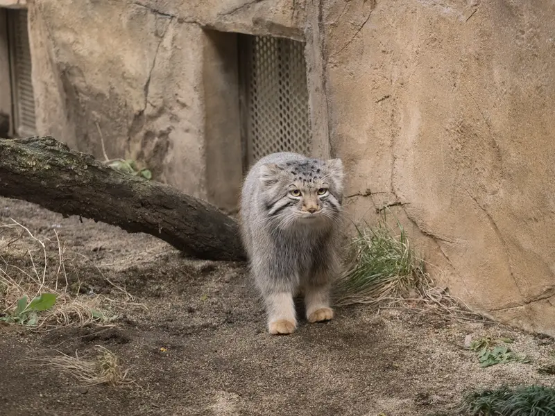 那須どうぶつ王国のナゴムの写真