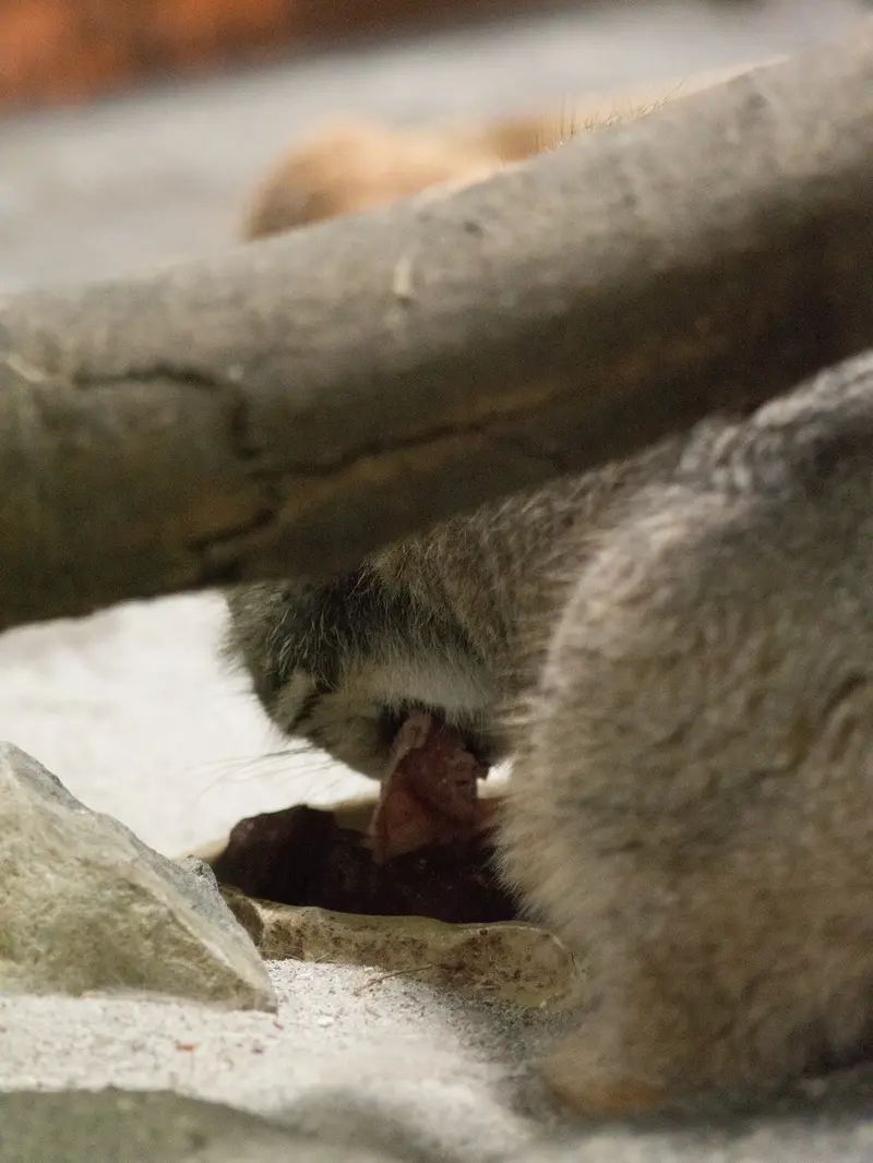 恩賜上野動物園のプリームラの写真