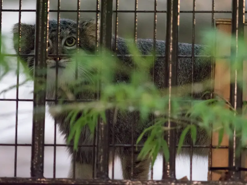 野毛山動物園のフィーガの写真