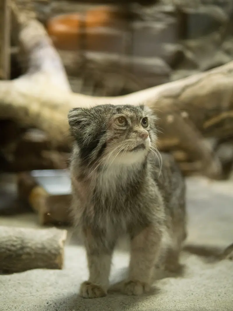 恩賜上野動物園のクリョンの写真