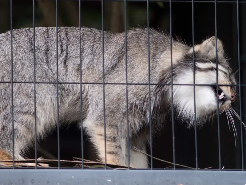 旭山動物園のヒデの写真