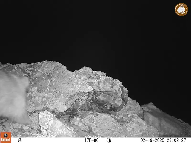 ベッショキー1カメラトラップで撮影したOtocolobus manul manulの写真