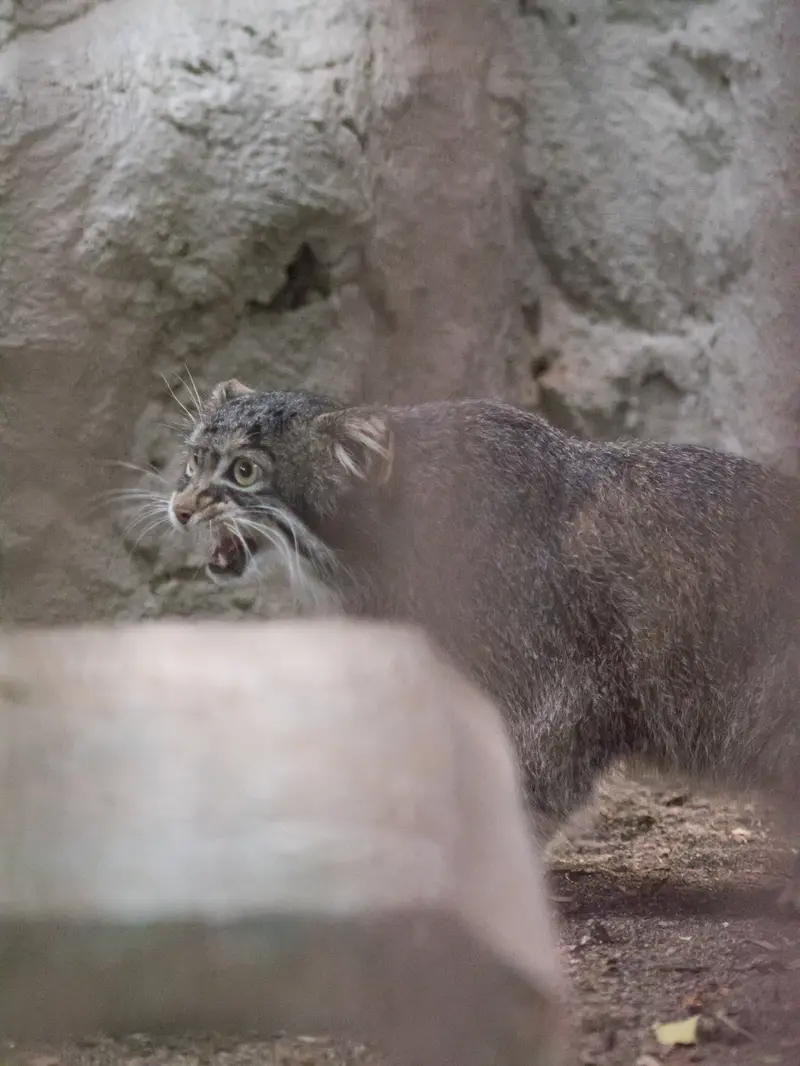 野毛山動物園のフィーガの写真