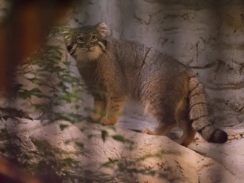野毛山動物園のフィーガの写真