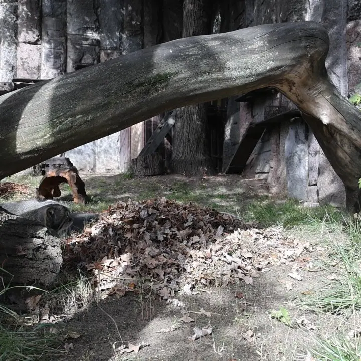 モスクワ動物園のティモフェイの写真