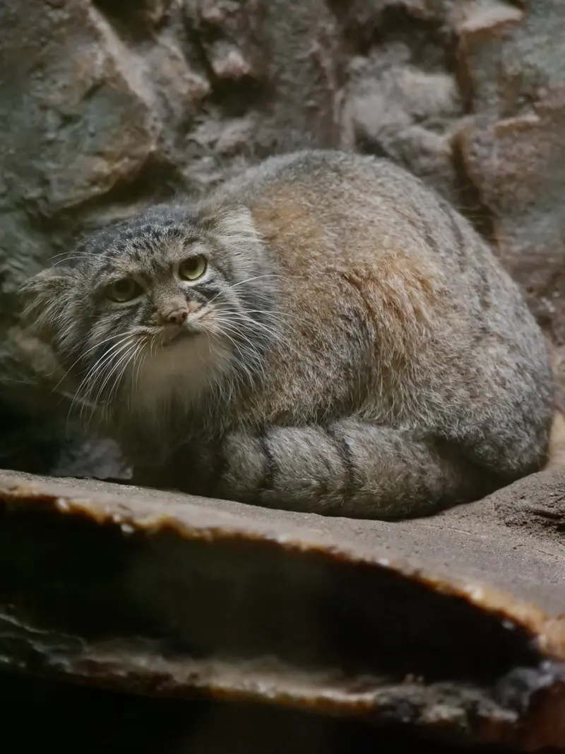 恩賜上野動物園のサフランの写真