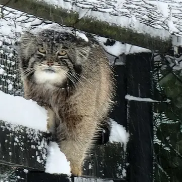 ニアビ動物園のタイ・チーの写真