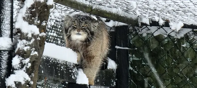 ニアビ動物園のタイ・チーの写真