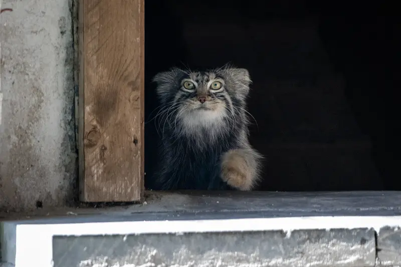 モスクワ動物園のティモフェイの写真