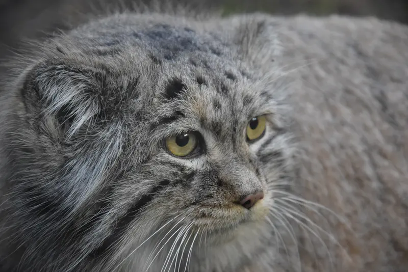 ブダペスト動物園・植物園のボフスの写真