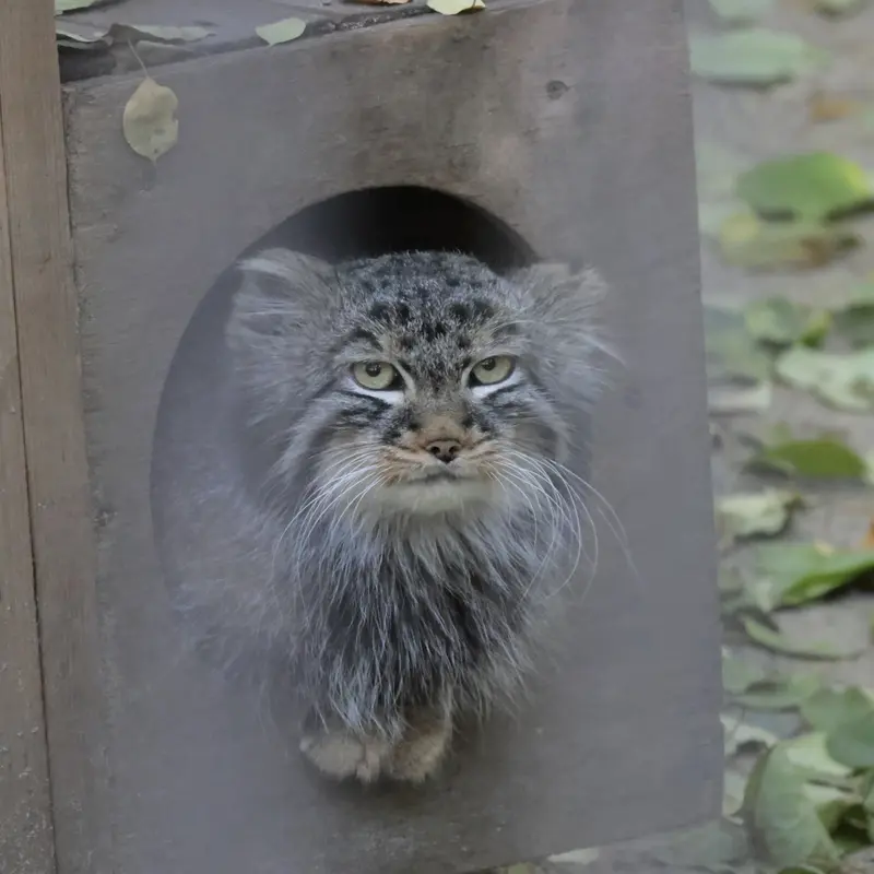 ノヴォシビルスク動物園のレオンの写真