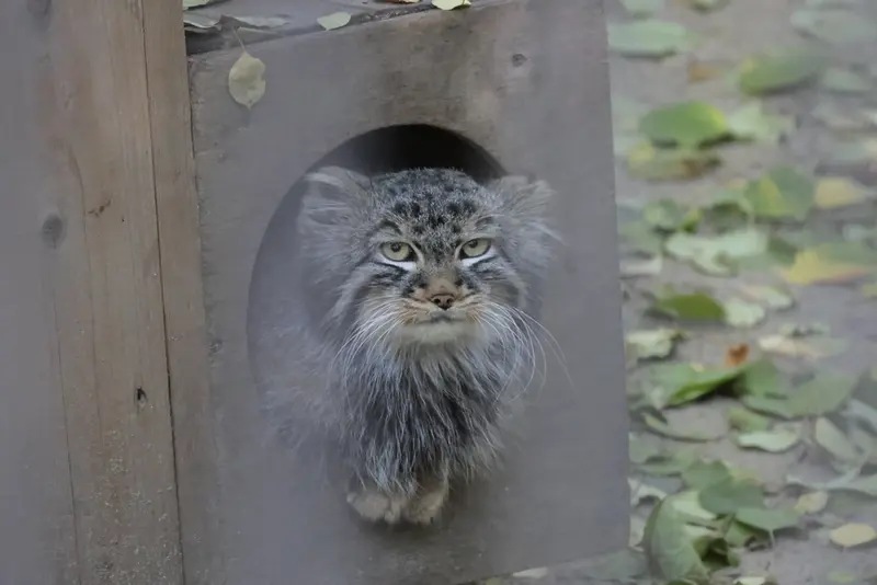 ノヴォシビルスク動物園のレオンの写真