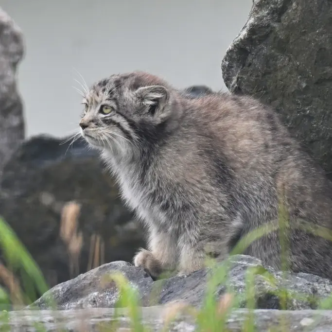 コルケアサーリ動物園のサーガの写真