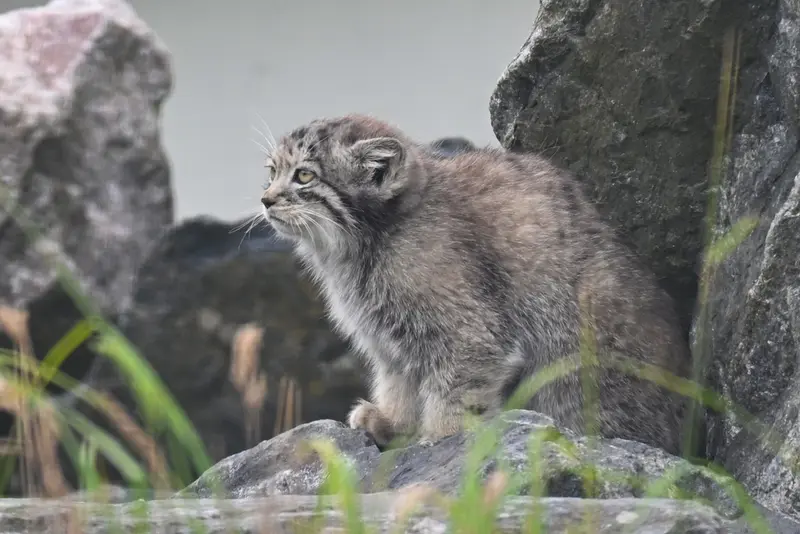 コルケアサーリ動物園のサーガの写真
