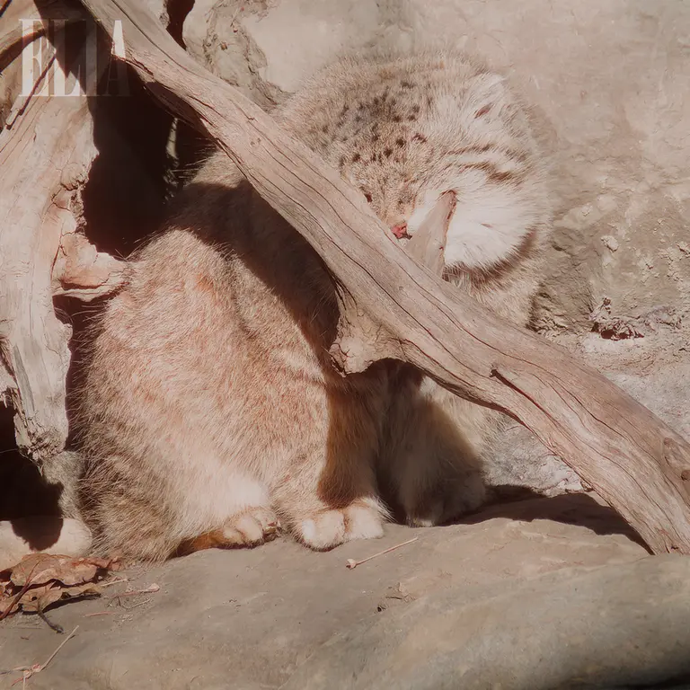 カルガリー動物園 / ワイルダー研究所のオラフの写真